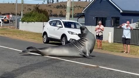 The three-year-old Southern Elephant Seal, nicknamed Neil, showed up in Dunalley on Tasmania's southeast coast after first visiting the state in April. And Neil has made his presence known.